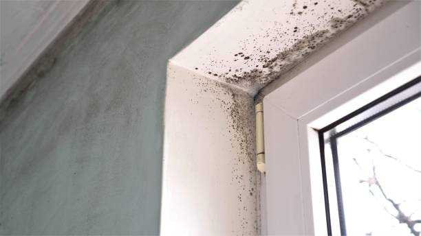 Best Comprehensive Air Testing for Mold Contaminants  in Harlan, KY