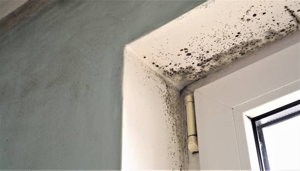 Best Biohazard Mold Removal  in Harlan, KY