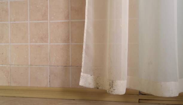 Best Basement Mold Removal  in Harlan, KY