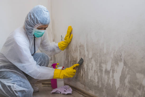 Best Mold Odor Removal Services  in Harlan, KY