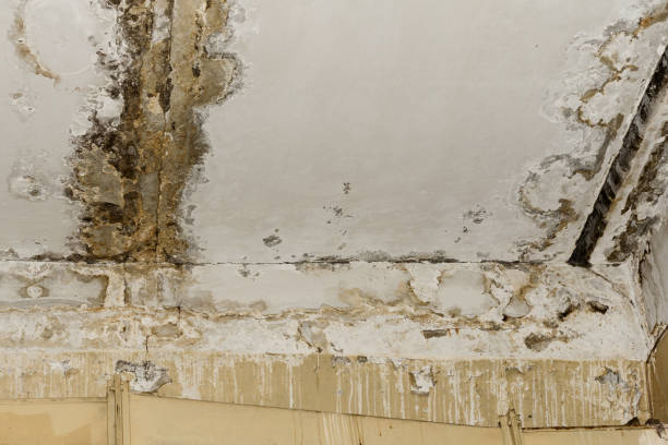 Best Commercial Mold Inspection  in Harlan, KY