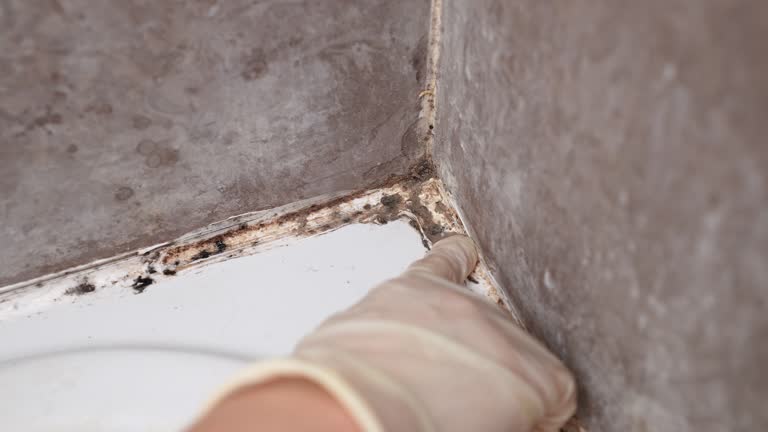 Best Environmental Consulting for Mold Prevention  in Harlan, KY
