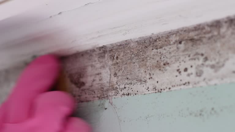 Trusted Harlan, KY Mold Removal Experts
